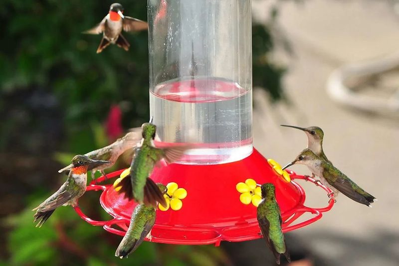 Watch For Decreased Feeder Activity