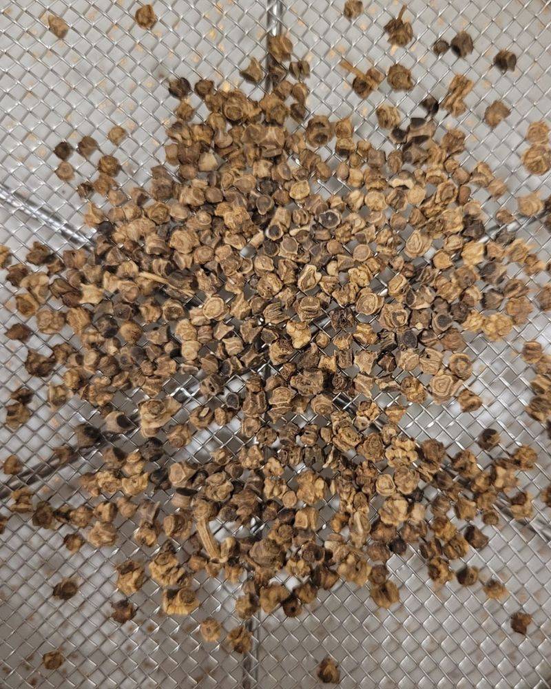 Clean and Dry Seeds Thoroughly
