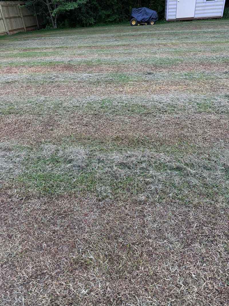 Cutting Grass Too Short Before Winter
