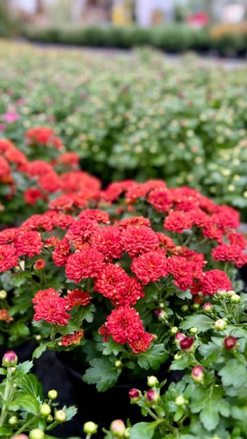 Choosing Plants With Fully Open Blooms