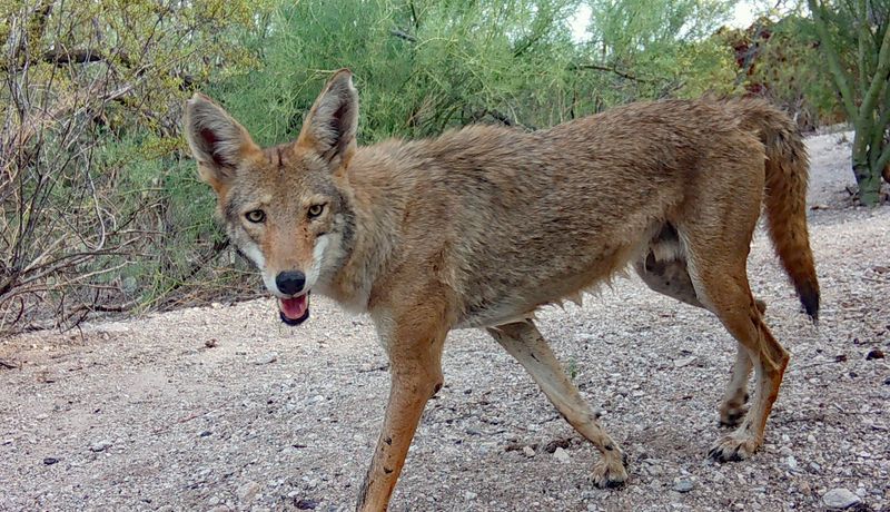 Keep Small Children Close And Supervise Outdoor Play