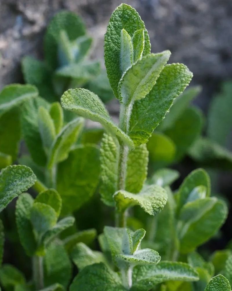 Mint (Mentha species)