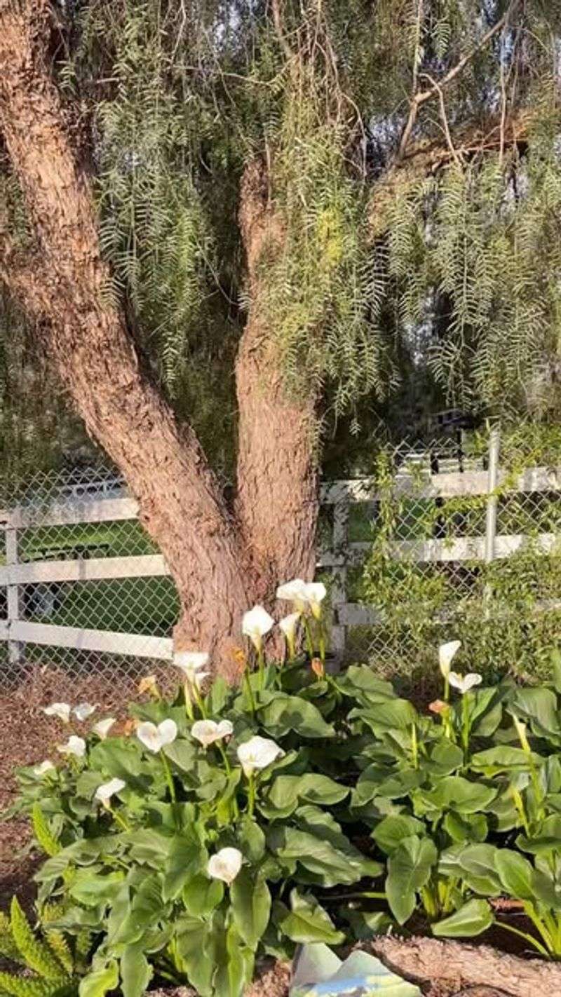 Continuous Flowering Extends Through Several Weeks