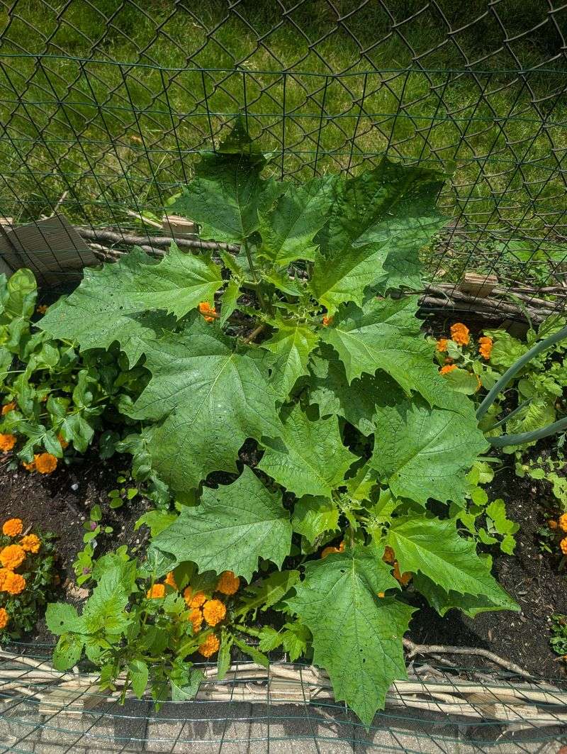 Good King Henry