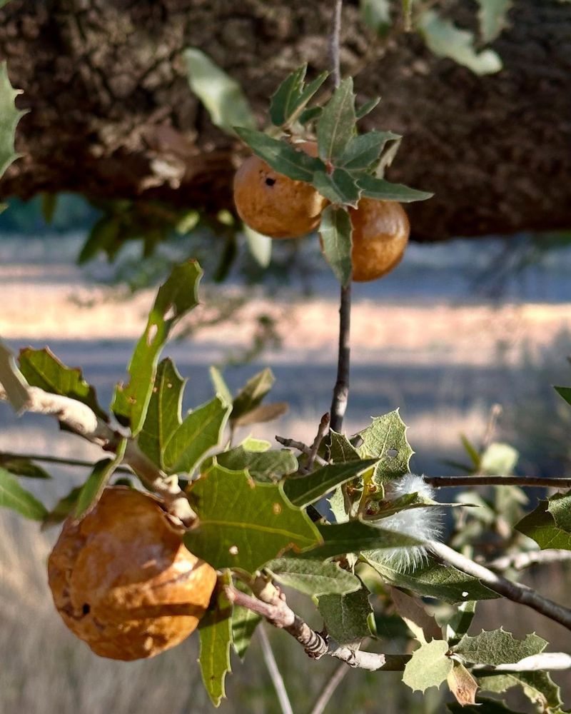 Galls Are Nature's Odd Tree Bumps