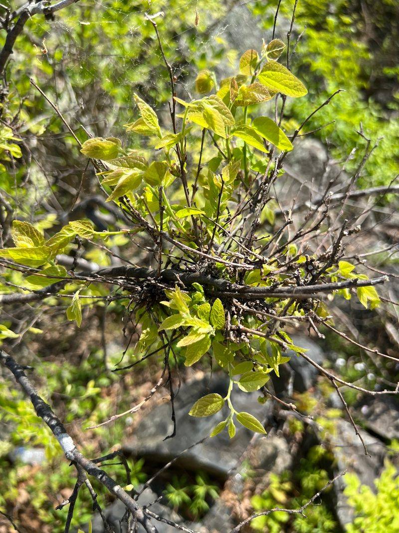 Witch's Broom Disease Creates Dense Twig Clusters