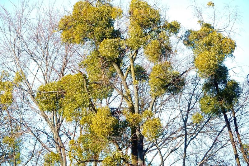 Mistletoe Parasite Growth