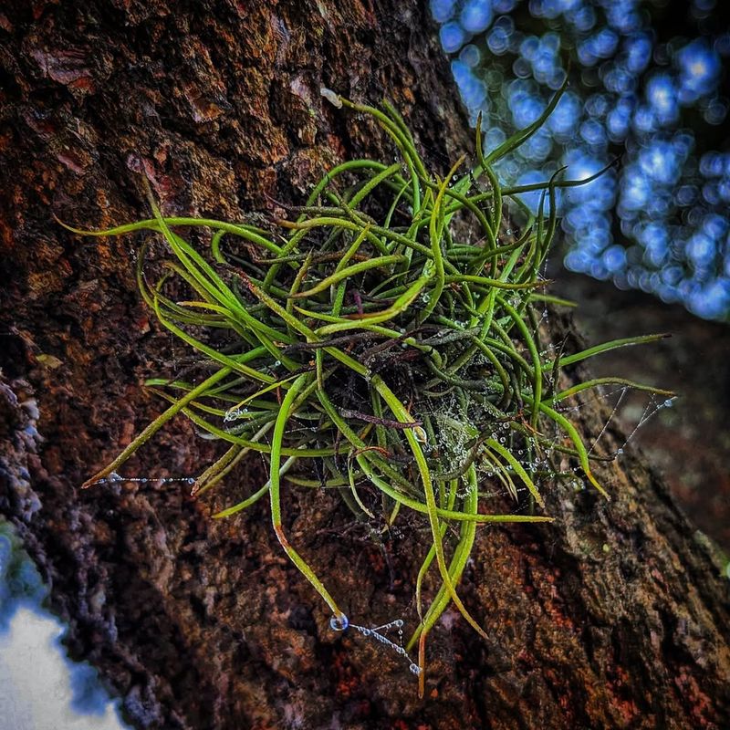Ball Moss Colonies