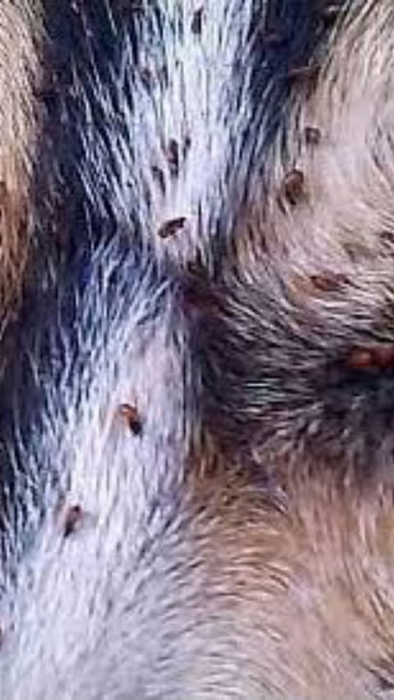 Fleas
