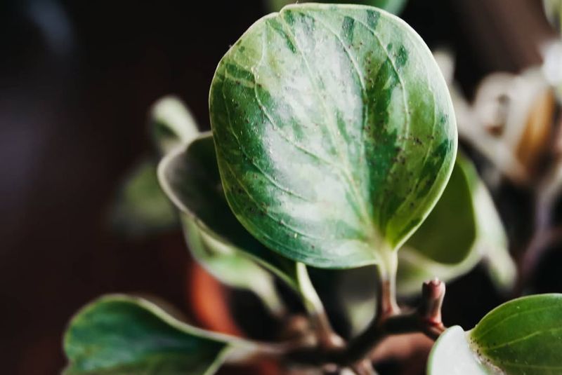 Inspect Plants Thoroughly Before Moving Indoors