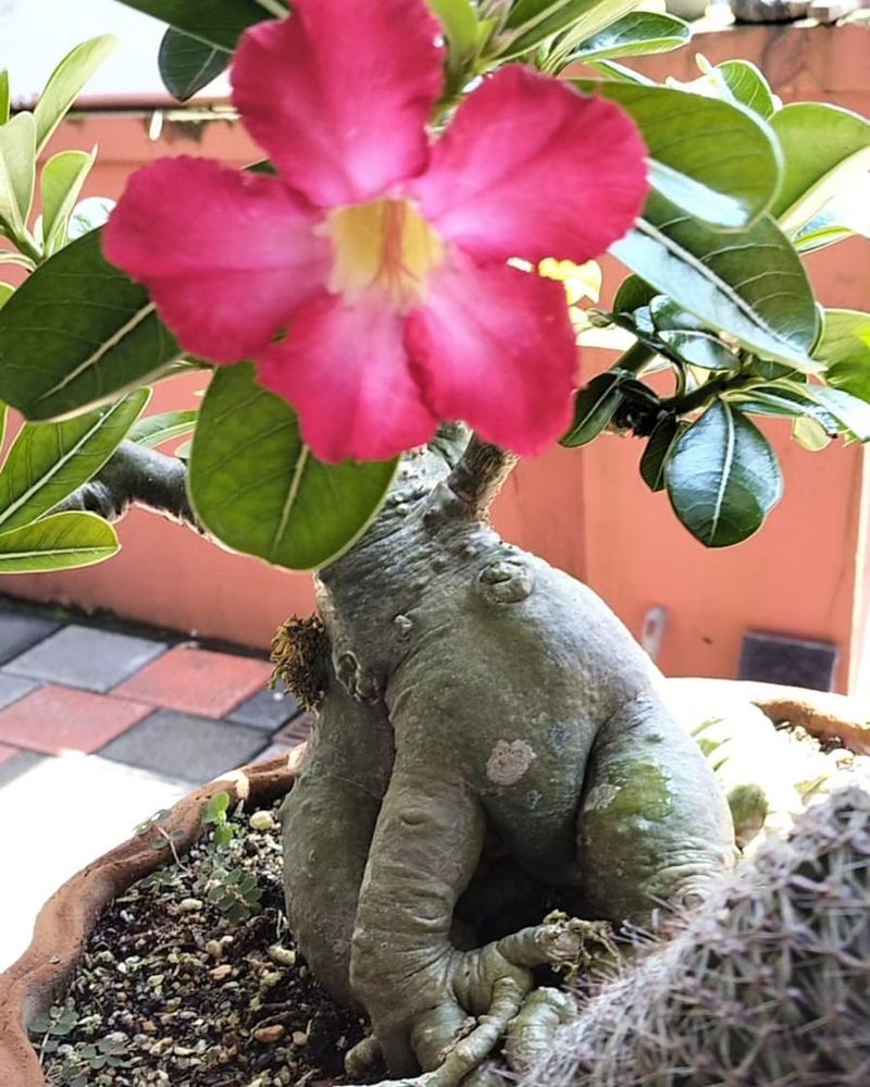 Enjoy The Stunning Blooms