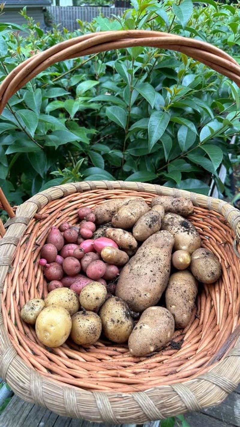 Harvest At The Perfect Time