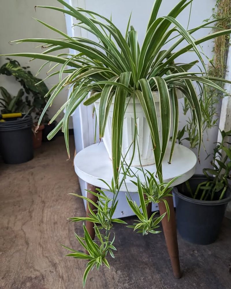 Use The Weight Method To Gauge When Watering Is Needed