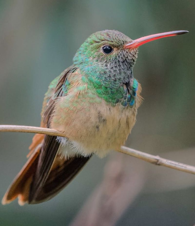 Consider Overwintering Species Along The Coast