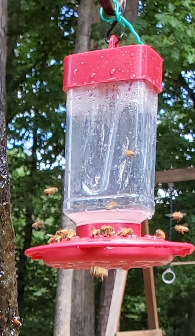 Consider Keeping Feeders Up Until Mid-November