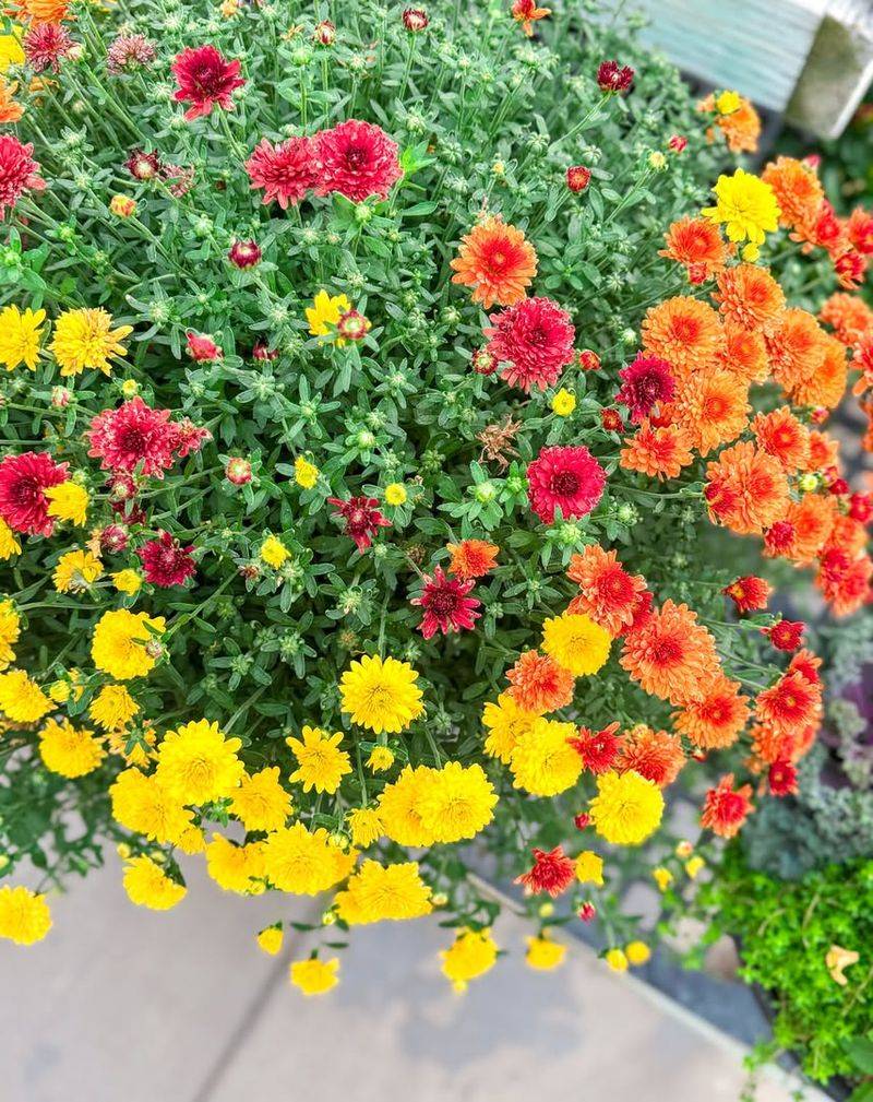 Avoid Overhead Watering Late In Day
