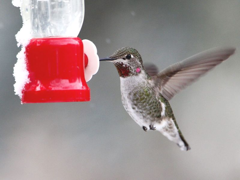 Cold Nights Mean Frozen Nectar Problems