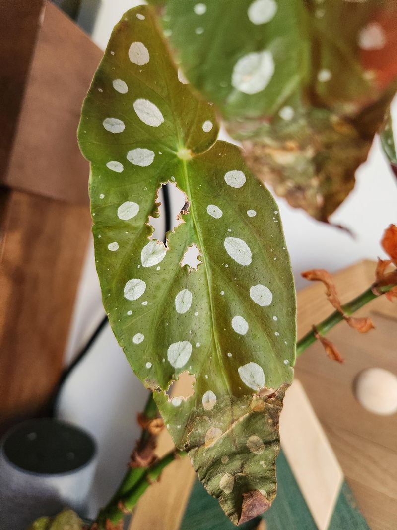 Inspect Plants For Pests Before Moving Inside