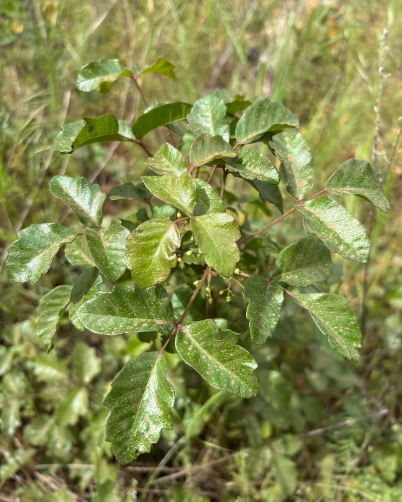 Identify Poison Oak by Its Oak-Like Leaves