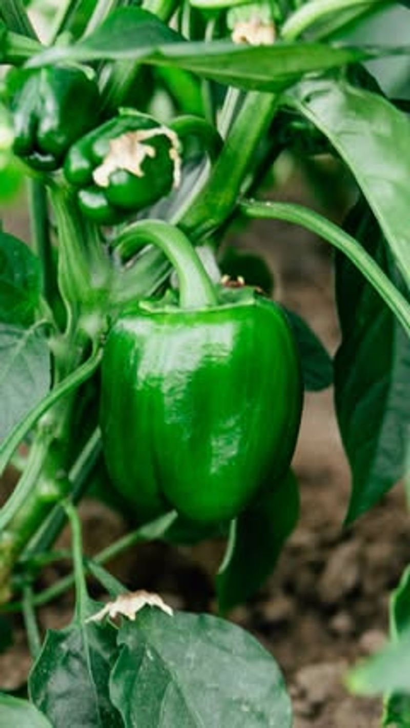 Harvest Regularly