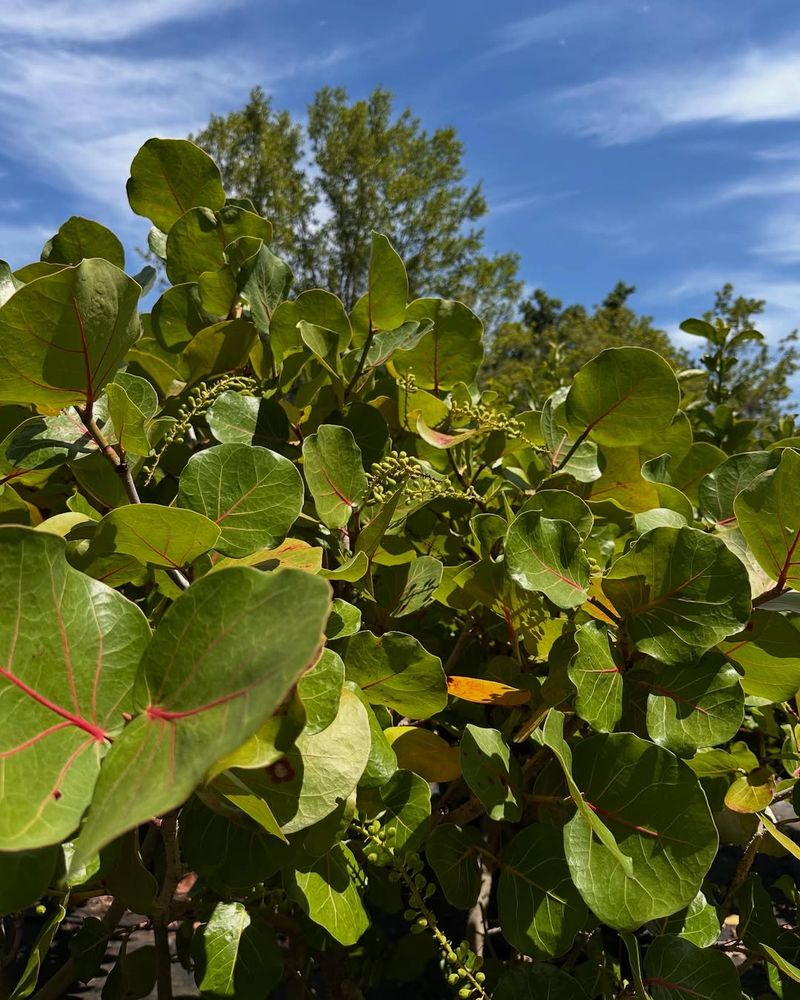 Select Salt-Tolerant Varieties for Coastal Areas