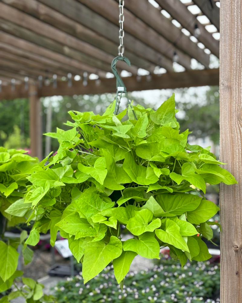 Support the Vines as They Grow