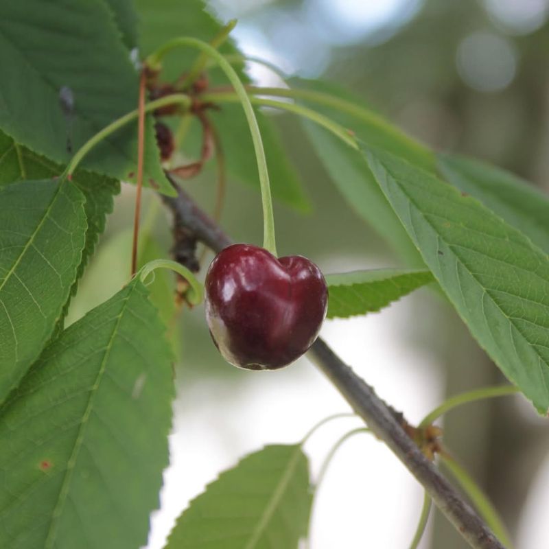 Chemical Compounds Deter Predators