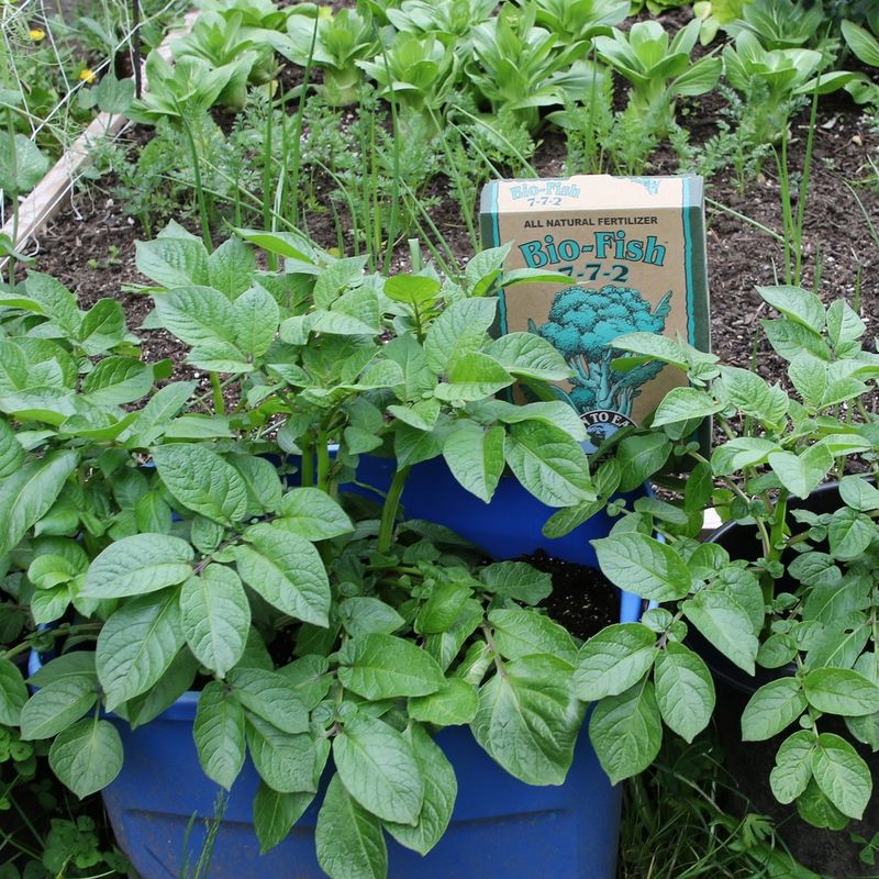 Feed Your Plants Throughout The Season