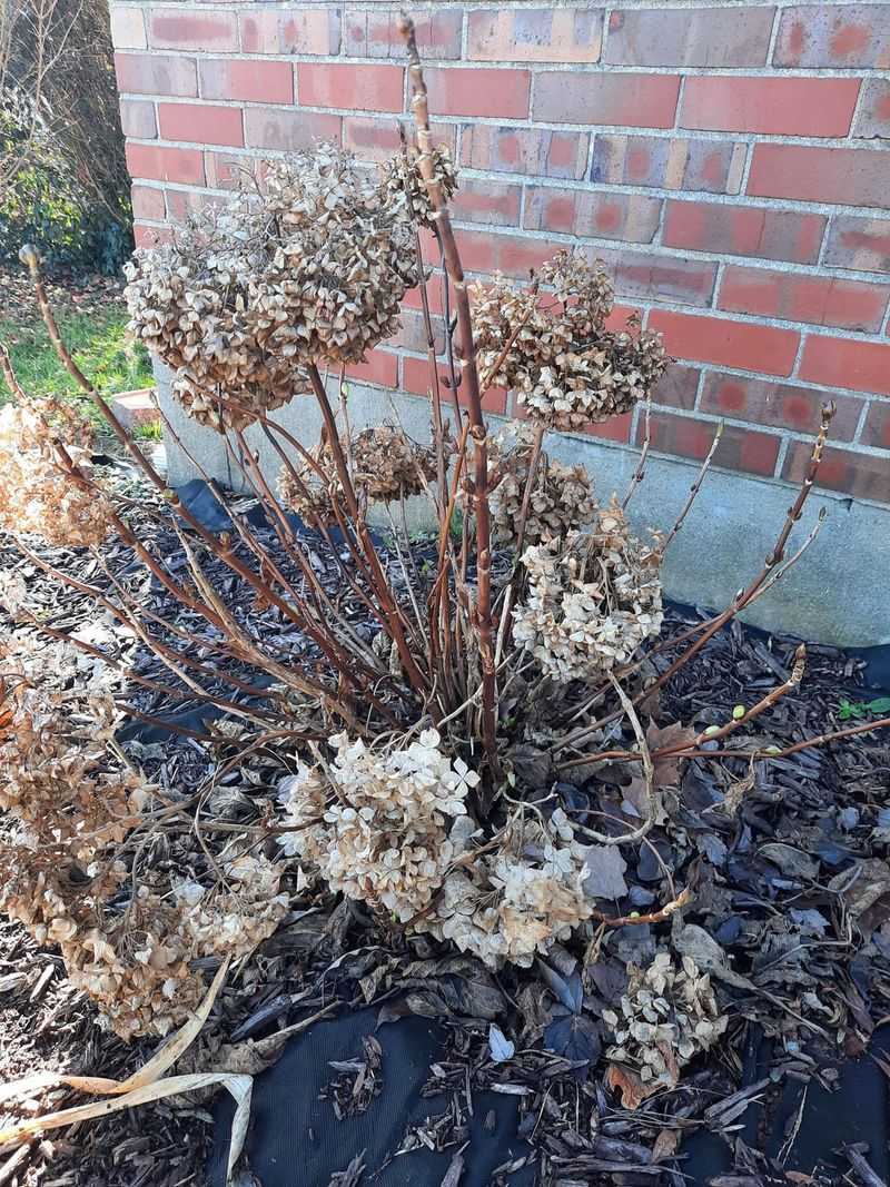 Protect Tender Varieties With Burlap Wrapping