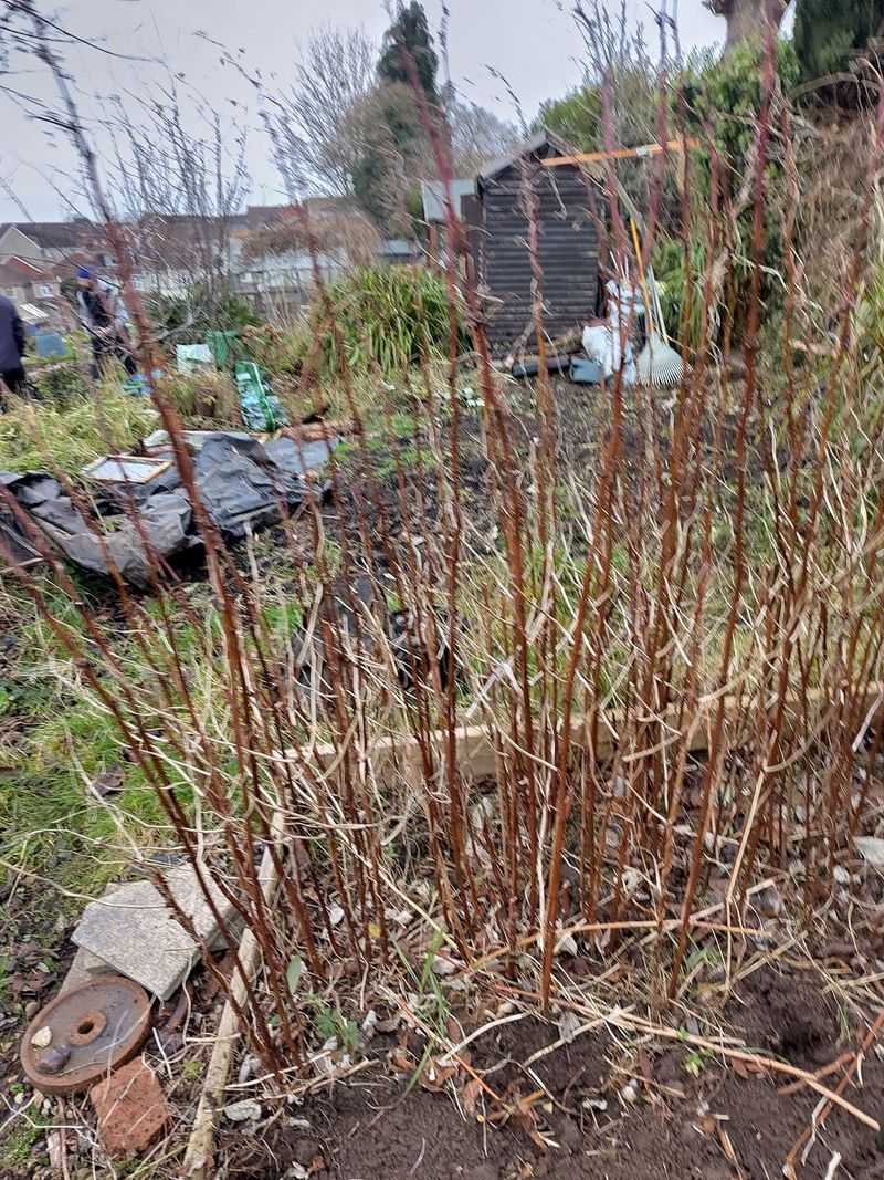 Tie Canes Together For Extra Wind Protection