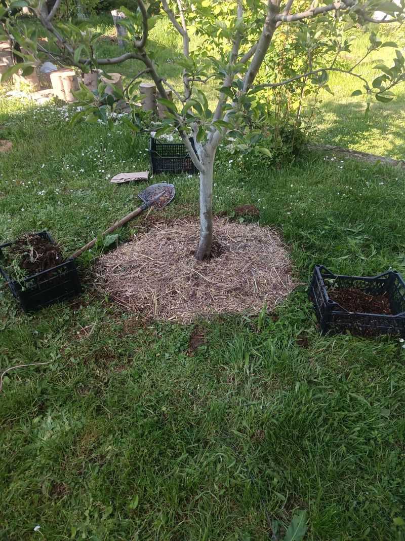 Apply Fresh Mulch Around the Base