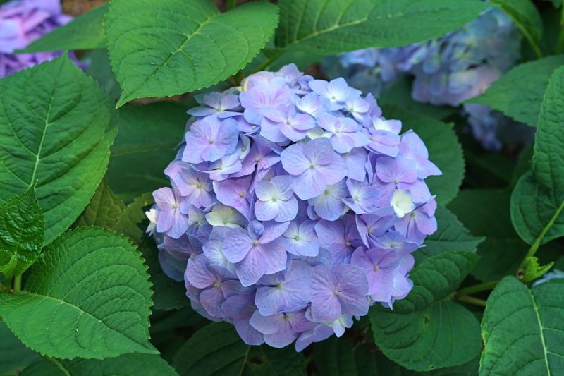 Protect Tender Buds On Bigleaf Varieties