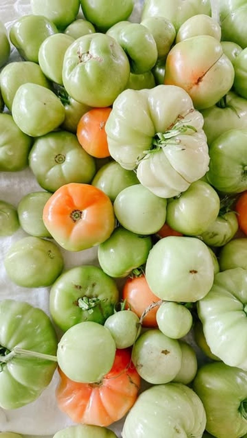 Harvest Green Tomatoes Early