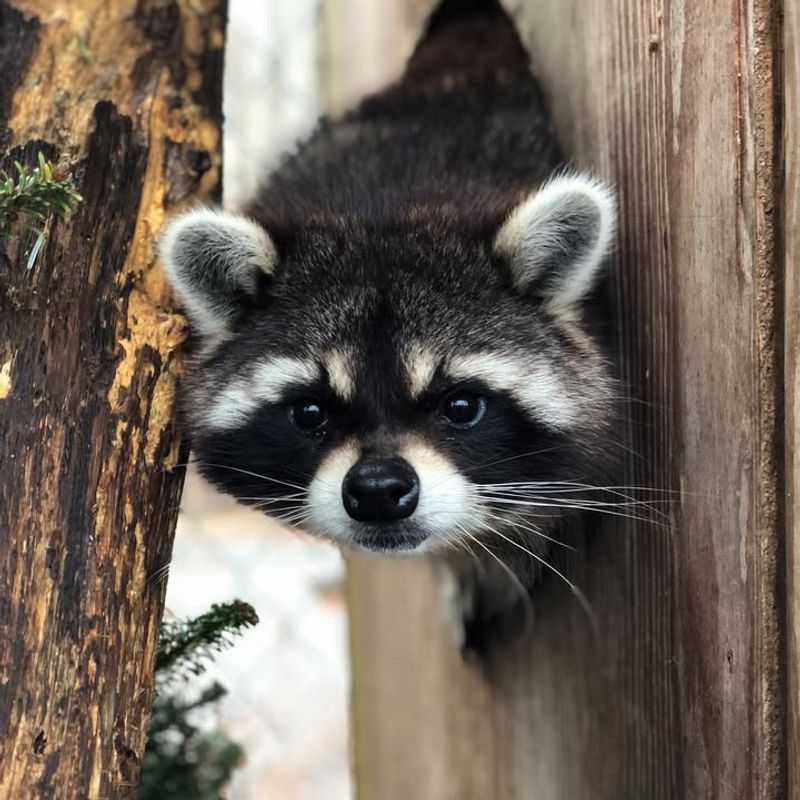 Exclusion Works Better Than Relocation