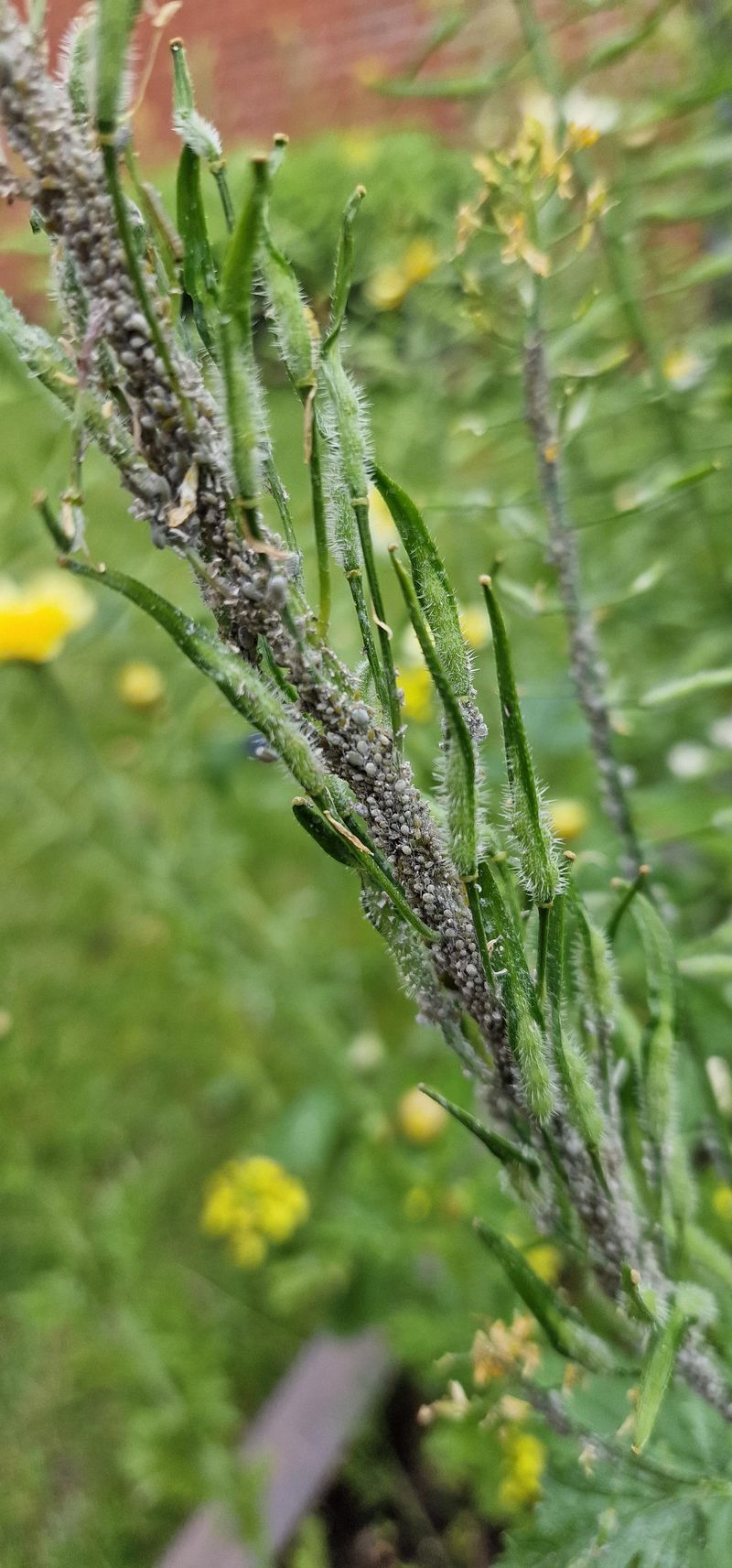 Standing Dead Plants Support Overwintering Insects