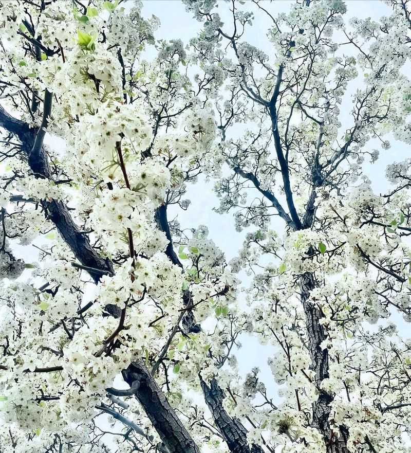 Callery Pear (Bradford Pear)