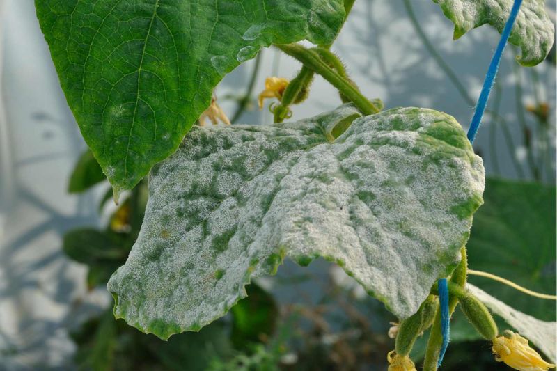 Remove And Destroy Infected Plant Material
