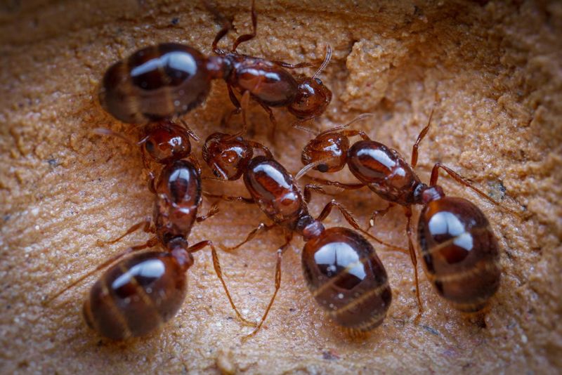 Invasive Fire Ants Compete For Food