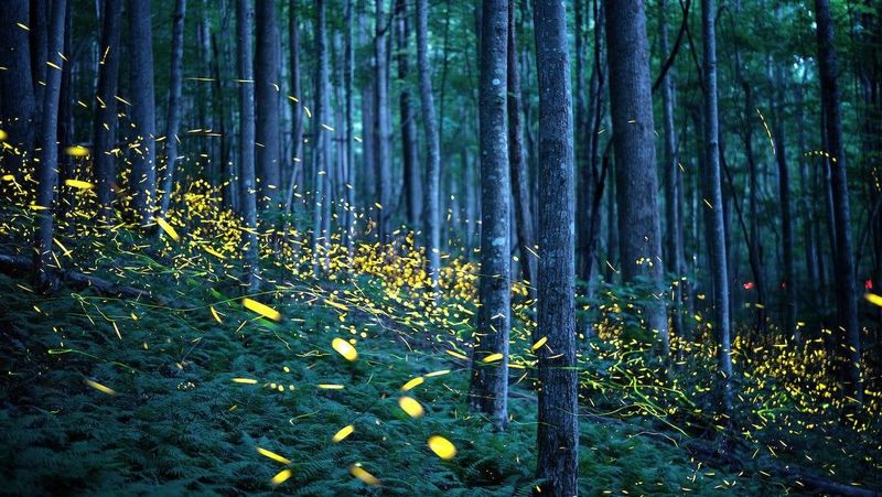Invasive Plant Species Change Ecosystems