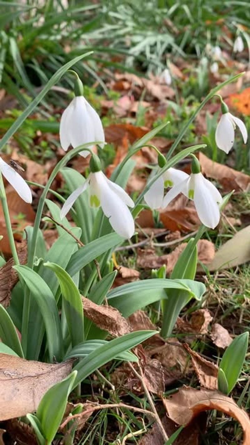 Add Mulch For Winter Protection