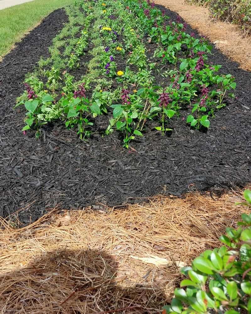 Add a Thick Layer of Mulch