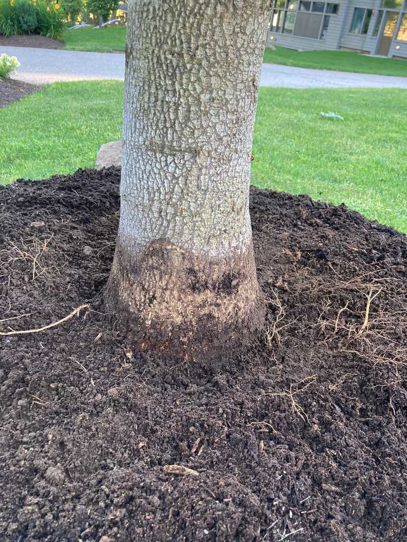 Mulch Correctly Around the Base