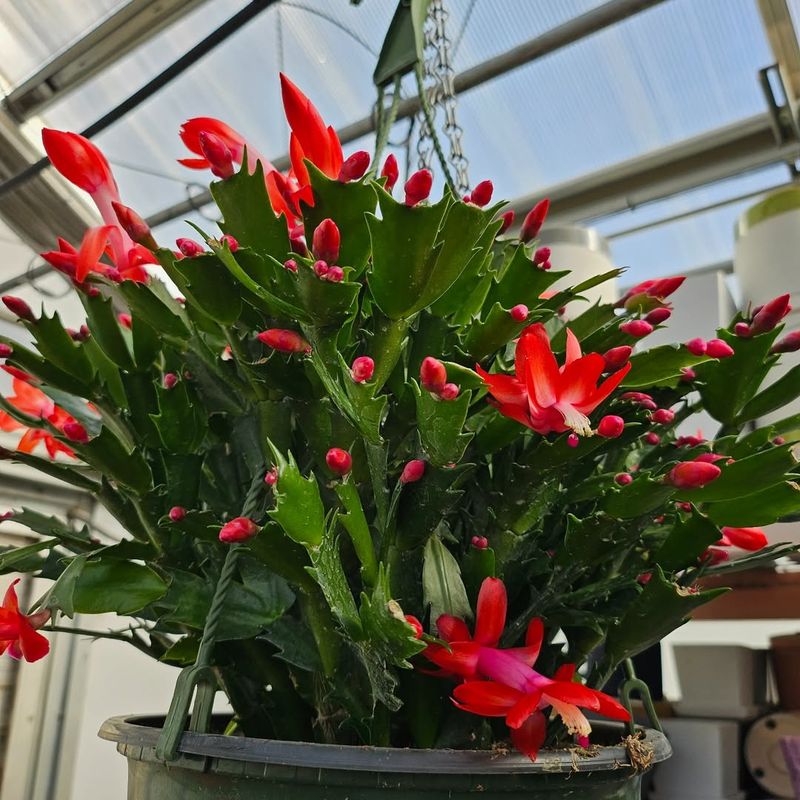 Choose Well-Draining Soil Mix