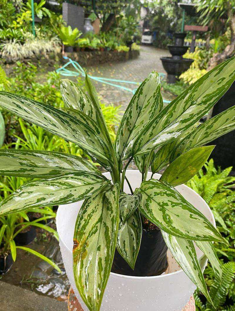Maintain Consistently Moist Soil