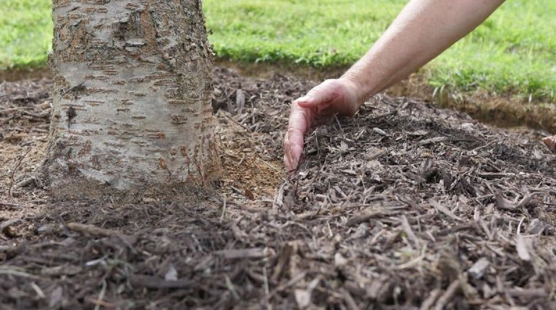 Apply A Thick Layer Of Mulch Around Plant Bases