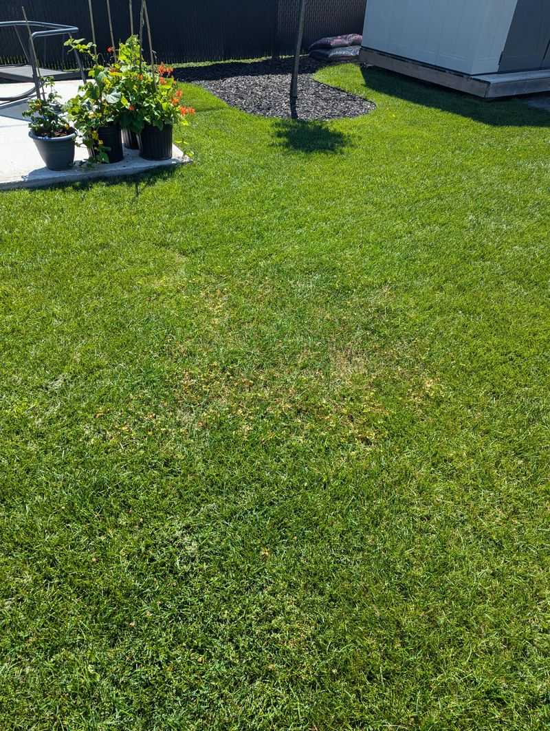 Applying Weed Killer at the Wrong Time