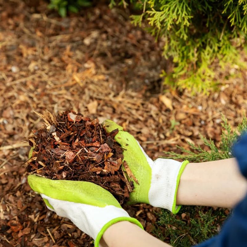 Mulching for Winter Protection