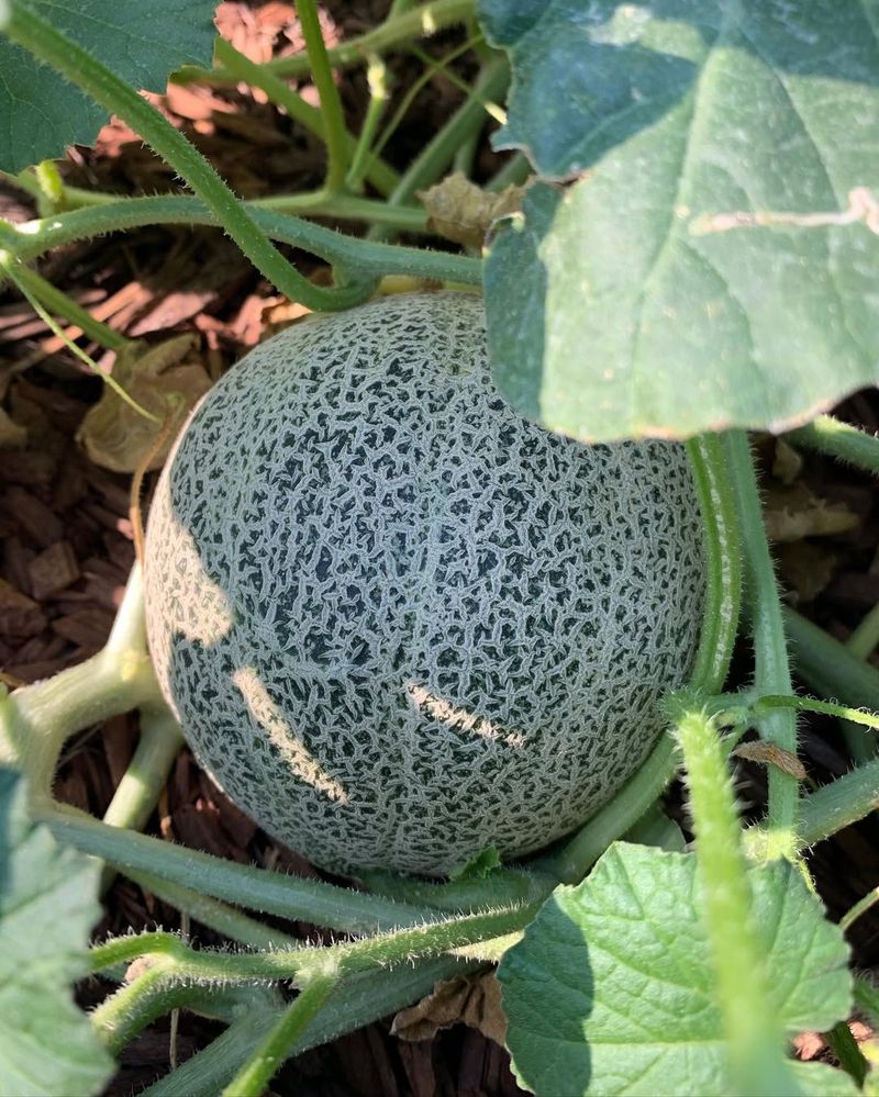 Cantaloupe