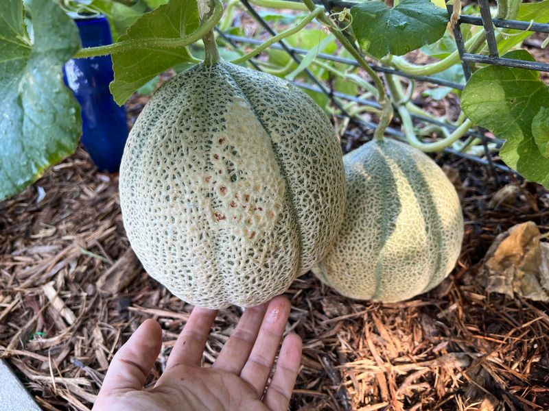 Cantaloupe