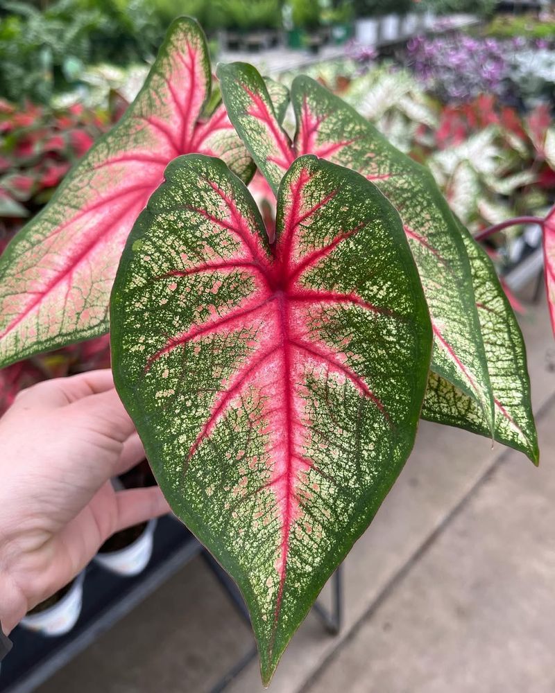 Caladiums